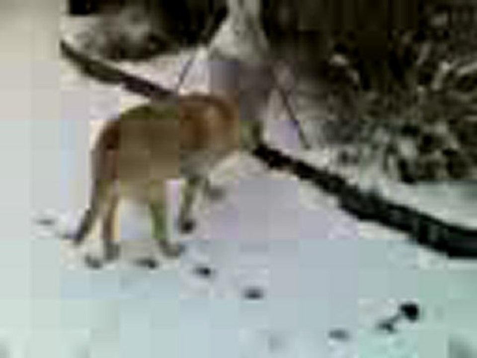 Pataud dans la neige,le 5/02/2012,neige à Léognan