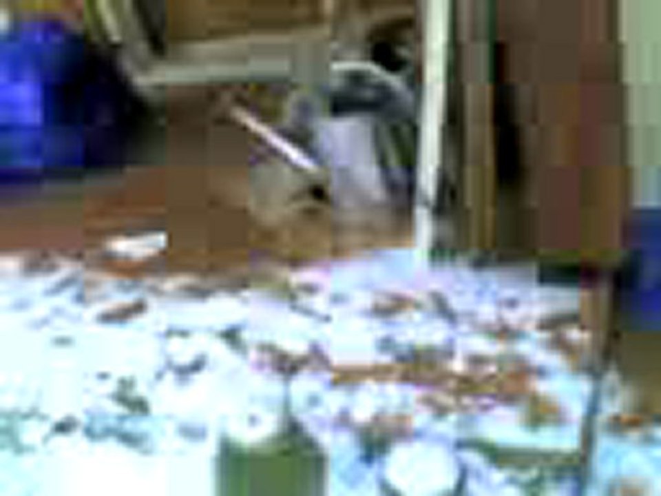 Neige à Léognan,pataud et ma sculpture sur neige.05/02/2012