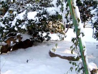 Les poilus, les plumeux et la neige le 11 février 2012 (2)