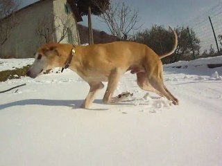 segugi sulla neve