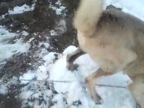 karabaş yıldırım