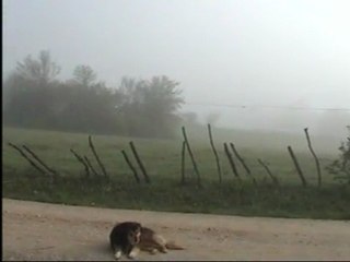 yar hesreti çeke çeke