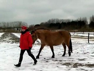 La Marckoise Cynthia Verove a créé une auto-entreprise de dressage de chevaux