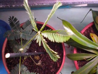 Vidéo du Mimosa Pudica