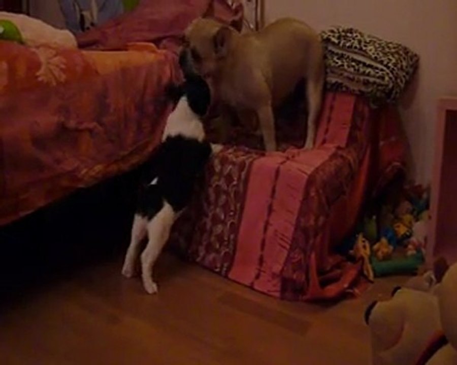 11 février 2012 Emeraude et les chiots