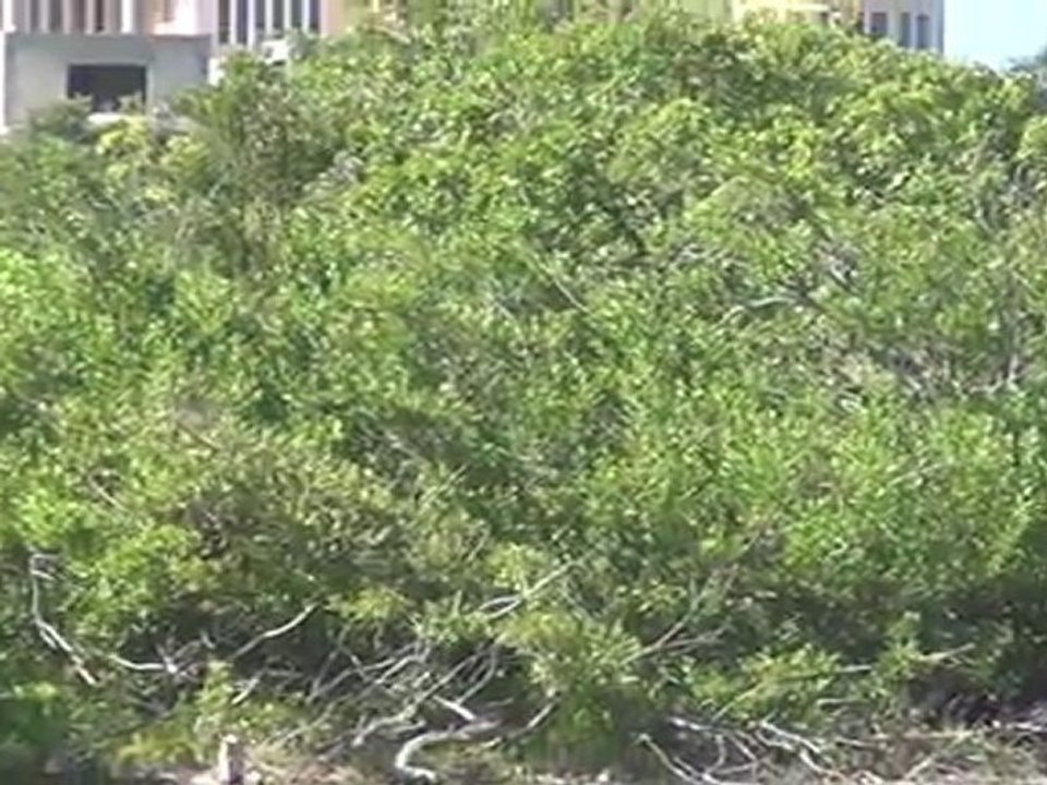 Bird watching at the Gull pond in west end Anguilla