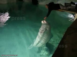 El Oceanogràfic recibe al visitante número 12 millones