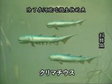 斜棘魚 Climatius - Silur 444-416 MA