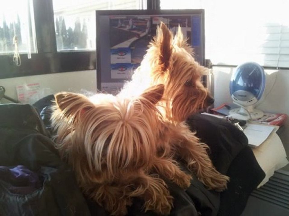 Lolo et ses p'tits  Yorks :)