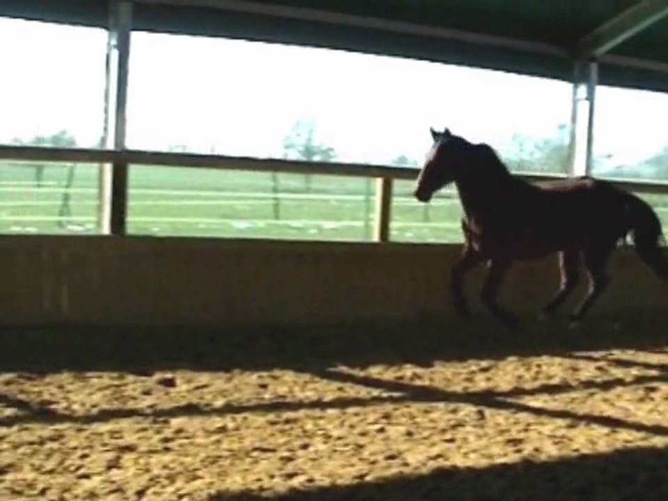 Smarty manege 02-2012