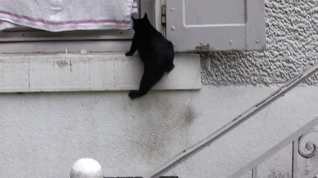 Test du Panasonic HDC-SD40 avec mon chat se cassant la figure