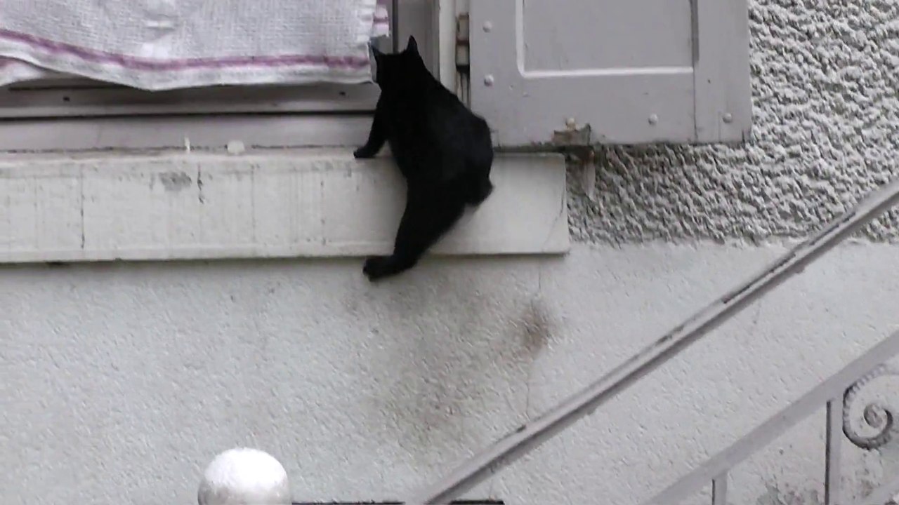 Test du Panasonic HDC-SD40 avec mon chat se cassant la figure