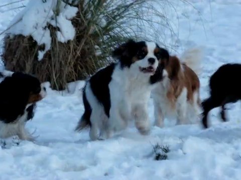 Cavaliers de Luline Hiver 2012