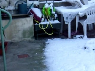 furet dans la neige 2012