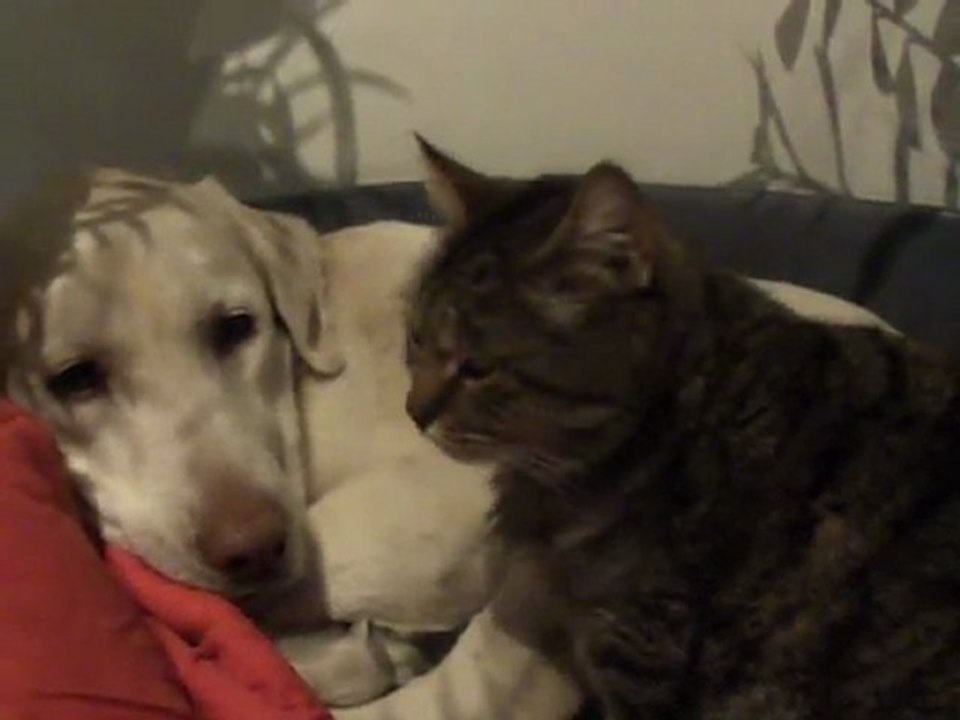chien et chat