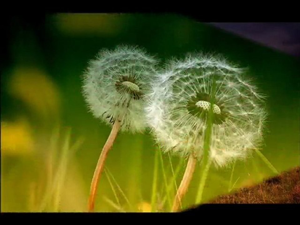 Yıldırım GÜRSES    " GÜLLER AĞLASIN"