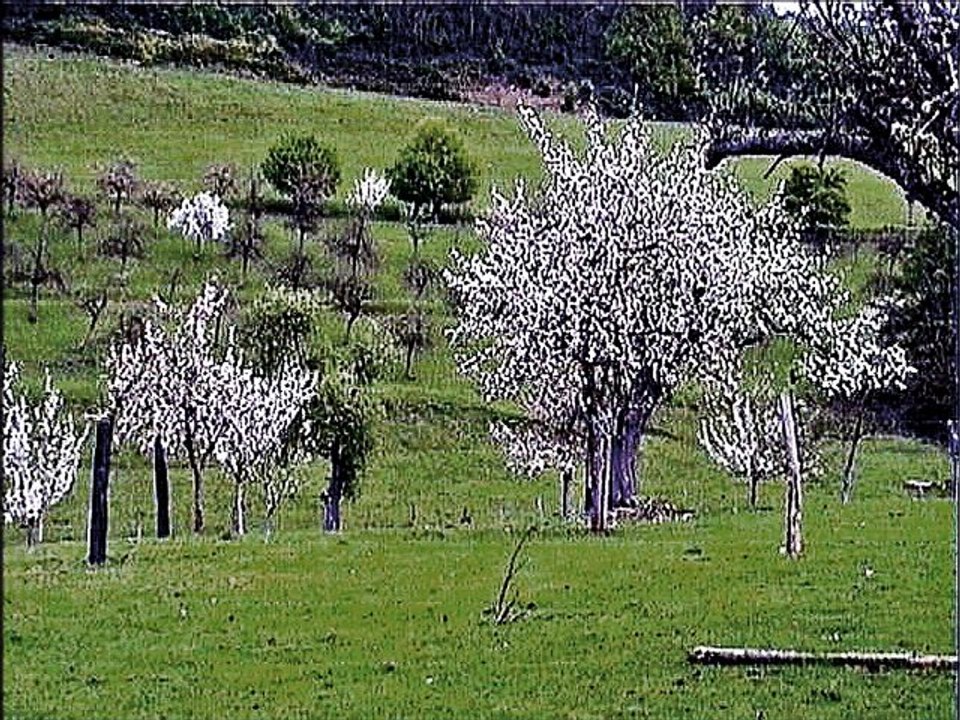 pommiers en fleurs dans le bocage normand