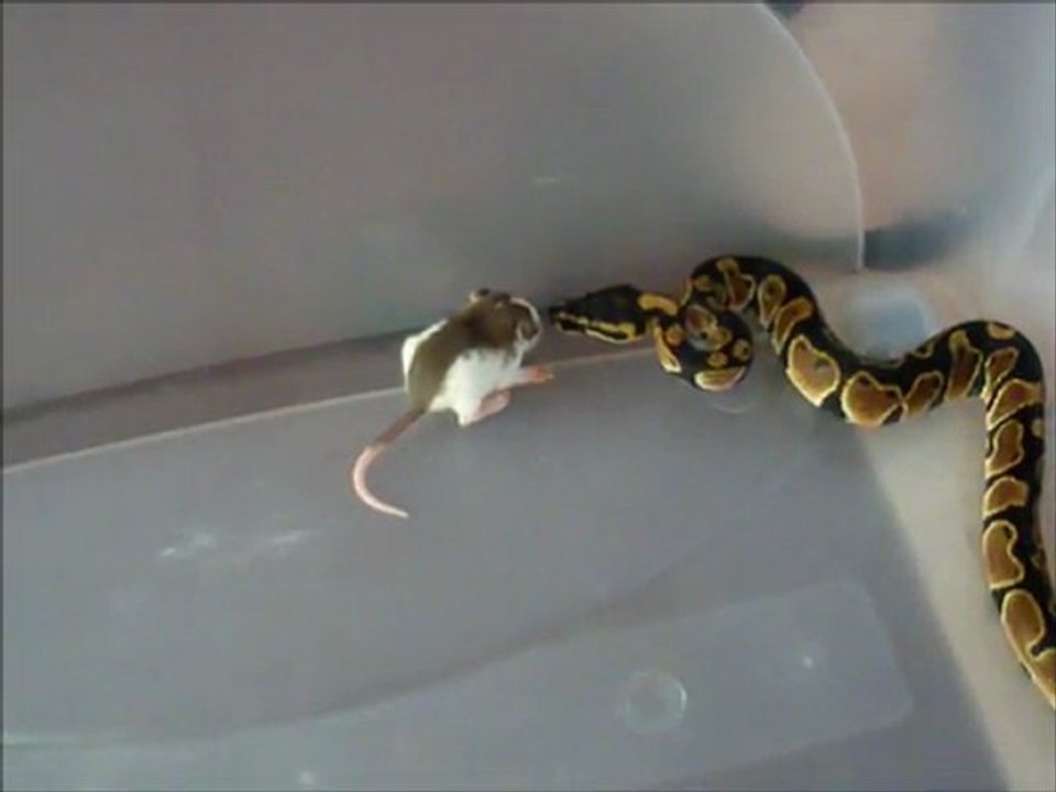 repas python