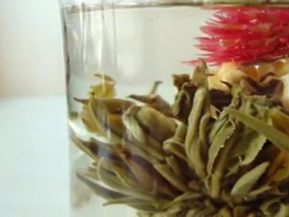 Vidéo de l’éclosion de la fleur de thé : Hommage à Rimbaud