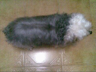 Video gracioso de mi perrita