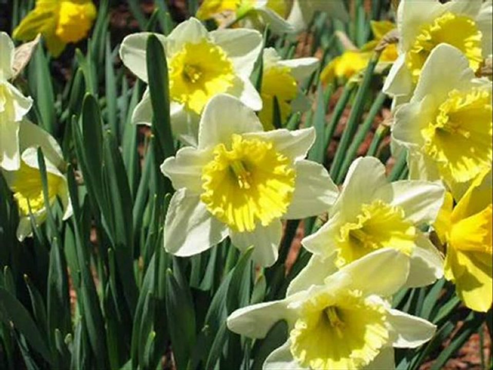 Sende Olmasan ...Şiir-Edibe Toğaç