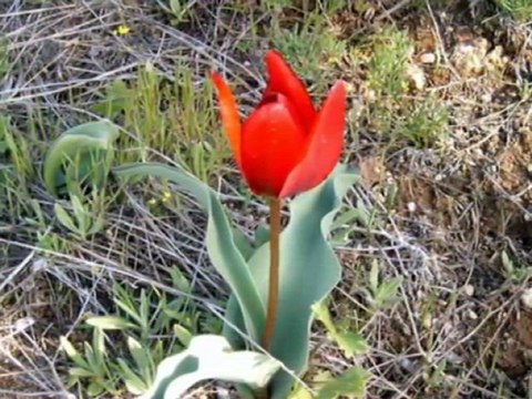 Usandım Candan Harika İlahi Muhteşem İlahi