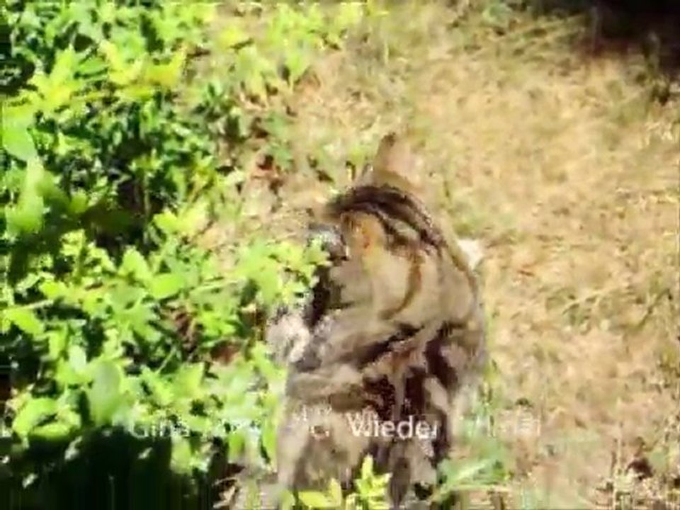 Alltag einer Katze Teil 4