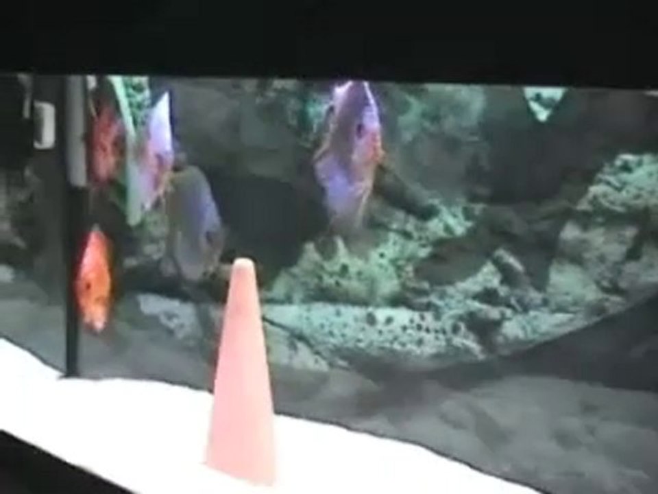 Video discus 1