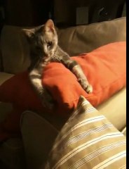 Nouvelles de LOLA, chatte européenne de 4 ans