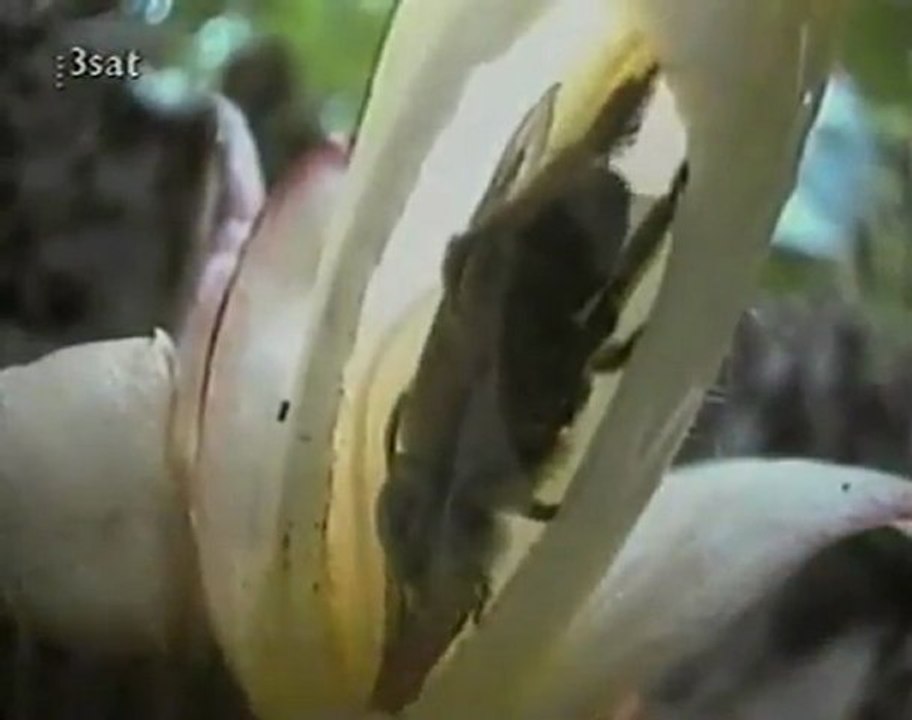 Vor 145 500 000 Jahren - Planet des Lebens 04 - Untergang der Giganten