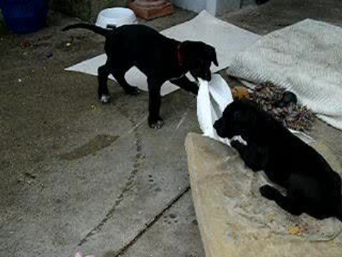 chiot dogue allemand 08/09/06