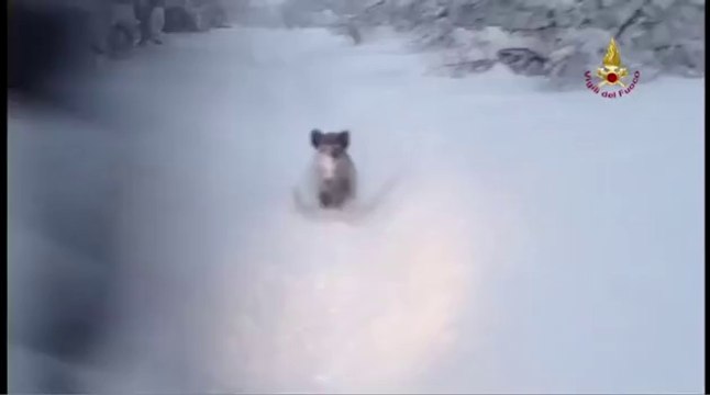 L'Aquila - Emergenza neve - VVF attaccati da un cinghiale