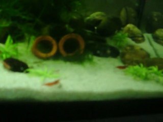 20 litres red cherry