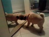 Pug puppy/Chiot carlin roules des pelles a un mirroir mdrr