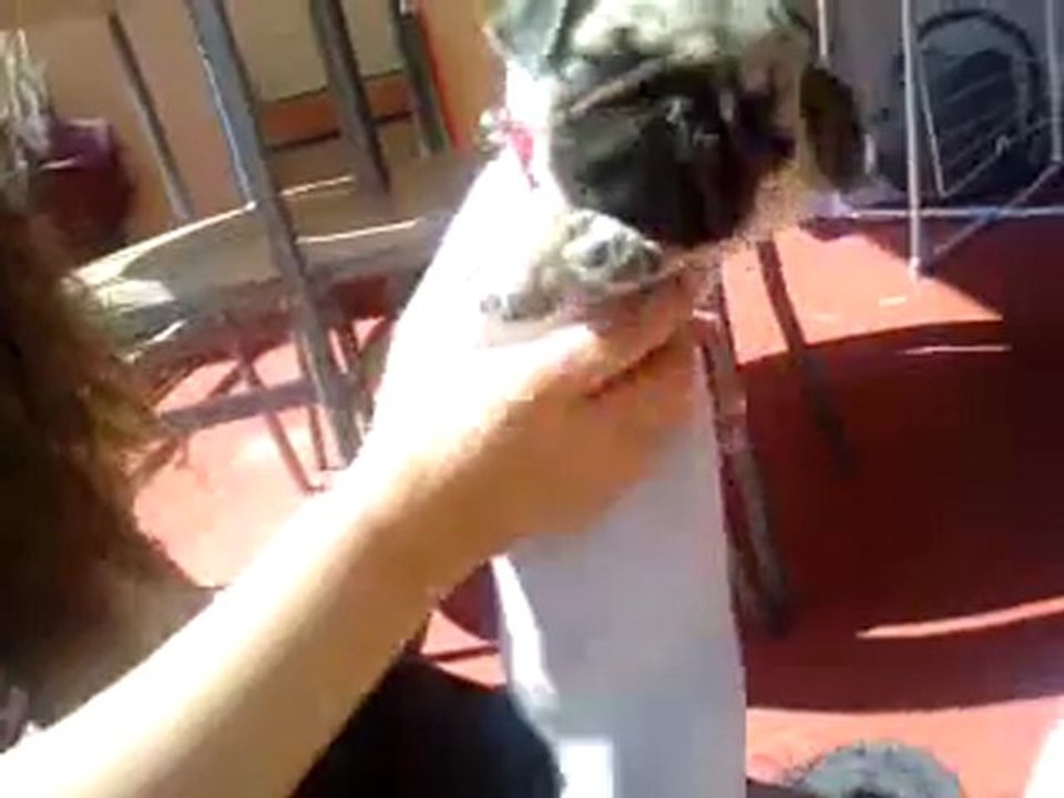 Pug puppy /Chiot carlin dans une chaussette