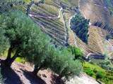 La Vallée du Douro et les vignobles de Porto