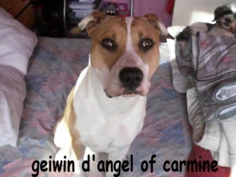 film du groupe passion amstaff nord pas de calais picardie