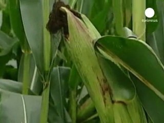 French court says US pesticide giant poisoned farmer