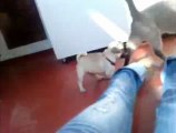 Pug puppy and cat/CHIOT CARLIN ET CHAT EN PLEIN DELIRE TOTALE