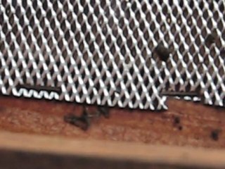 yerde karsız alan yokken karniyol arının bulup taşıdığı polen nereden