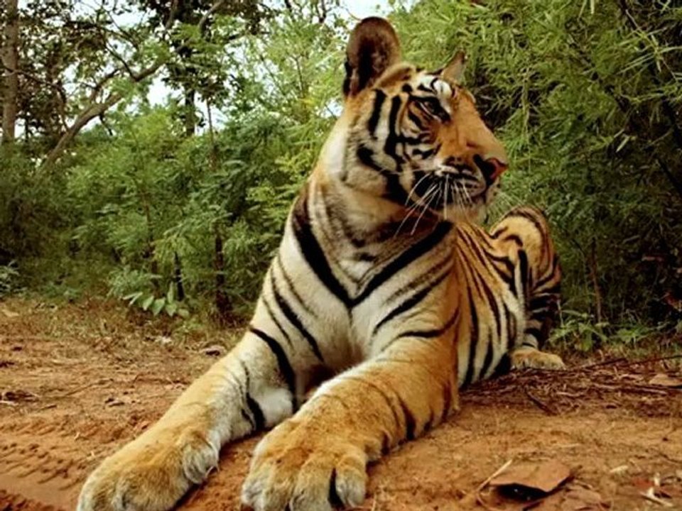 Robot vs. Tiger