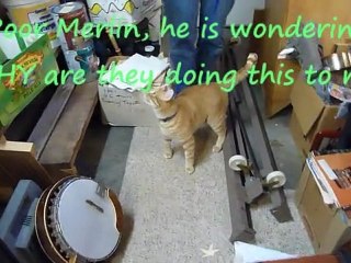 Merlin's First attempt to walk with a Harness On