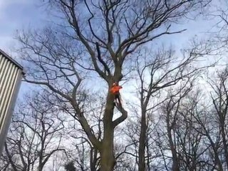 Tree ascending using Wraptor