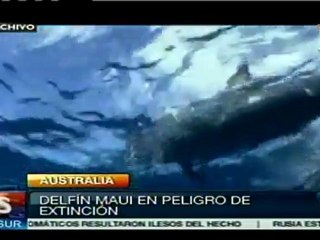Advierten posible extinción del delfín maui