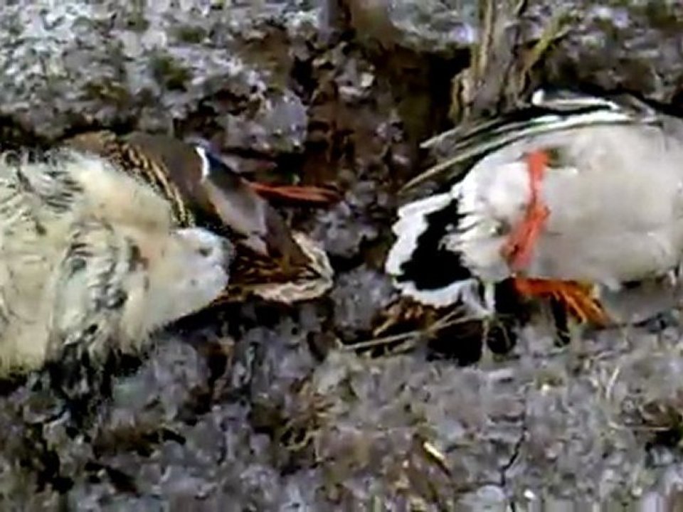 TORO ördek avı -1-