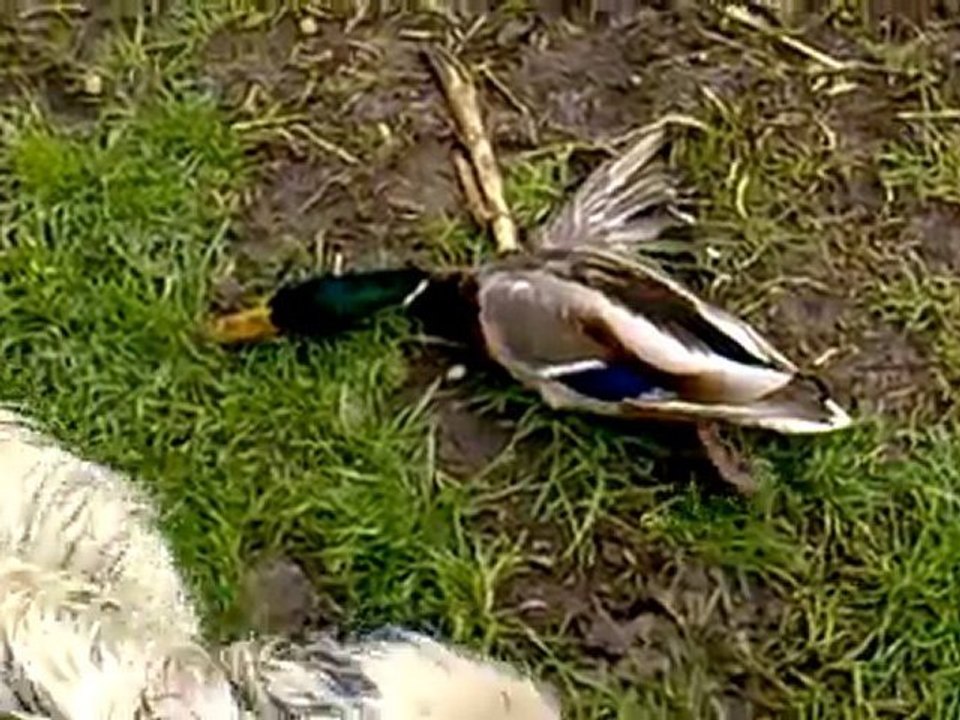 TORO ördek avı -2-