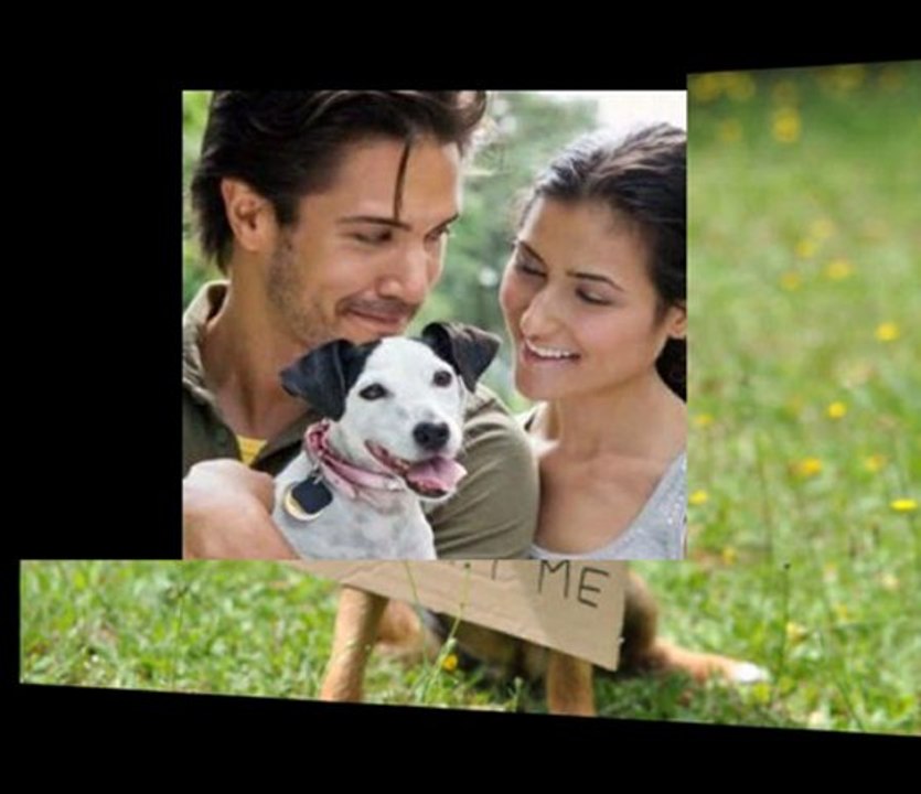 The Dog Adoption Network