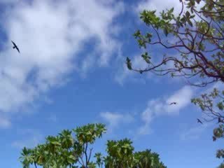 ile aux oiseaux à tikehau