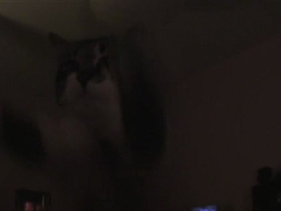 La danse de toto le chat !!