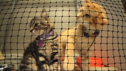 Vet Dapto Companion Animal Veterinary Hospital NSW